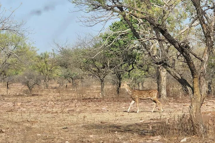 Gandhisagar Wildlife Sanctuary