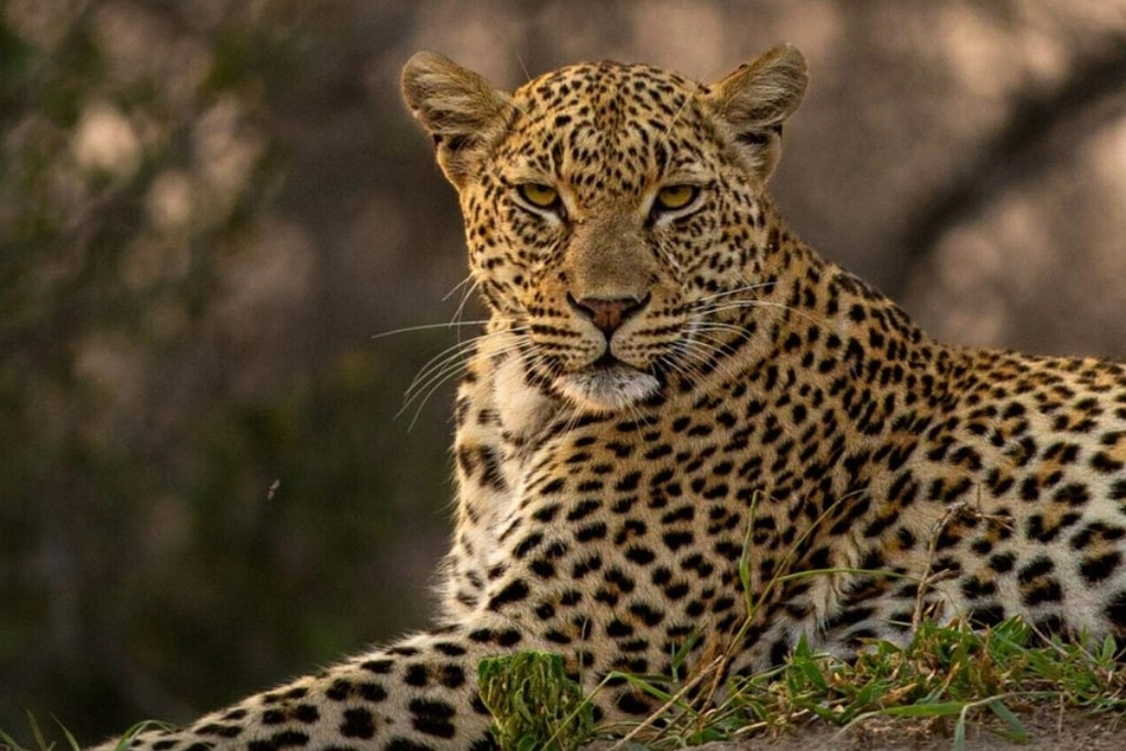 Leopard at gandhisagar