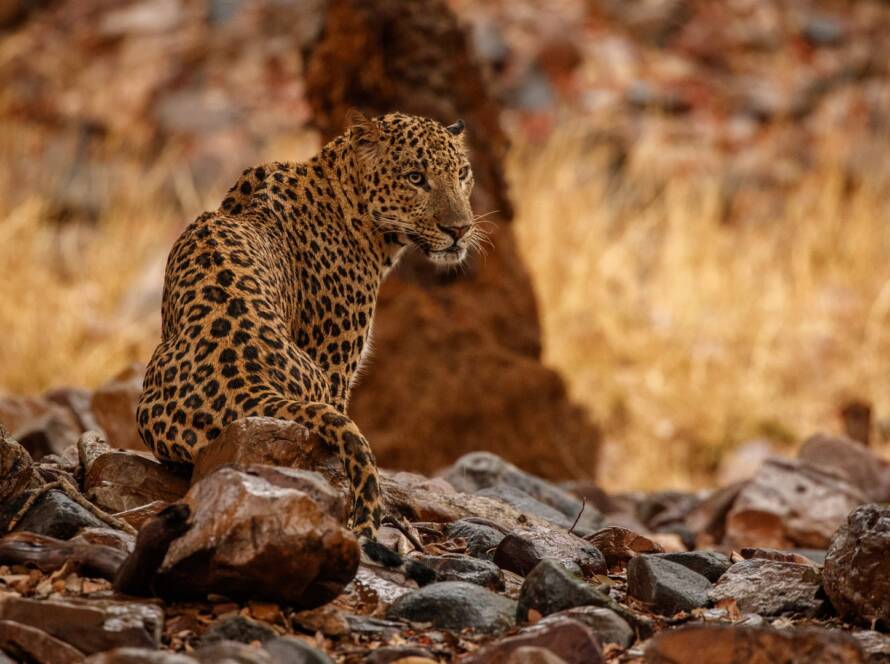 Cheetah at Gandhisagar Forest
