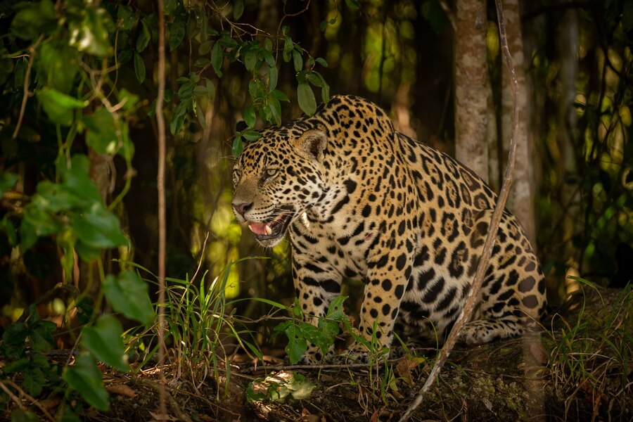 Leopards at Gandhisagar Wildlife Sanctuary