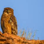 Brown fish Owl