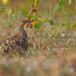 Chestnut bellied Sandgrouse