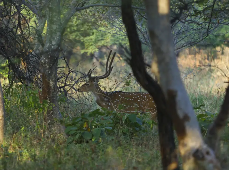 The vibrant soundscape of Gandhisagar Forest Retreat