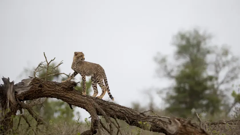 Cheetahs in Gandhisagar Wildlife Sanctuary