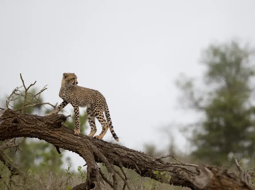 Cheetahs in Gandhisagar Wildlife Sanctuary