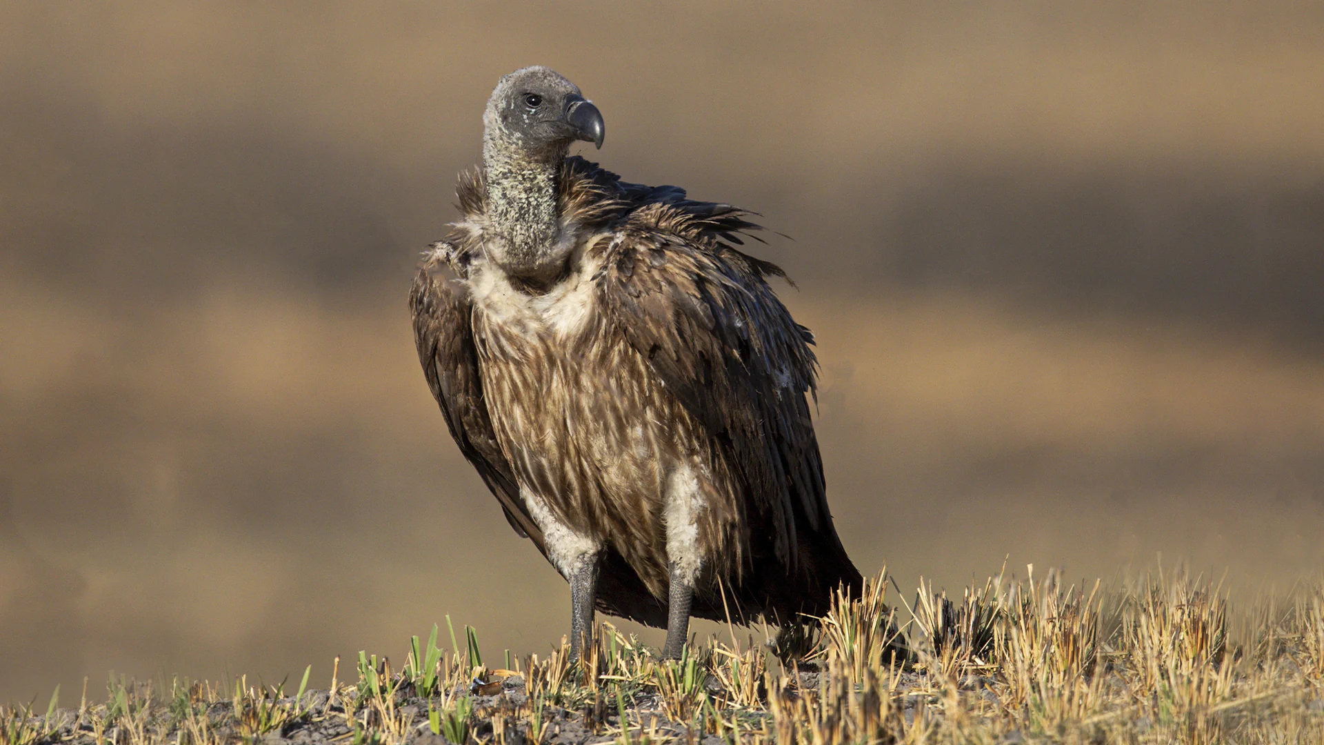 Vulture at Gandhisagar Wildlife Sanctuary