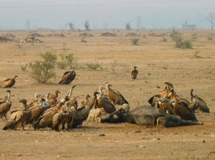 Vulture Census Gandhisagar Wildlife Sanctuary