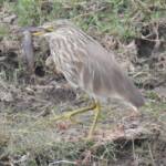 Indian Pond Heron