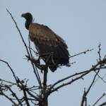 Long billed(Indian Vulture)