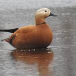 Ruddy Shelduck