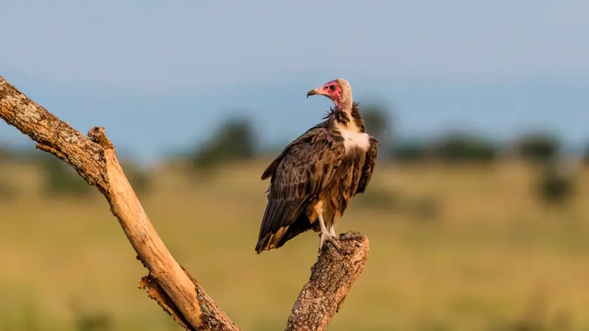 Faunal Species at the Gandhi Sagar Wildlife Sanctuary