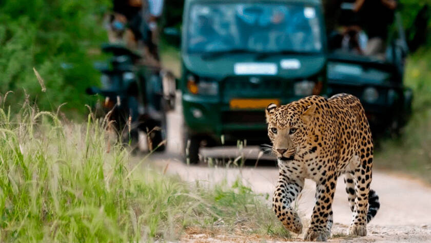 Leopard at gandhisagar forest