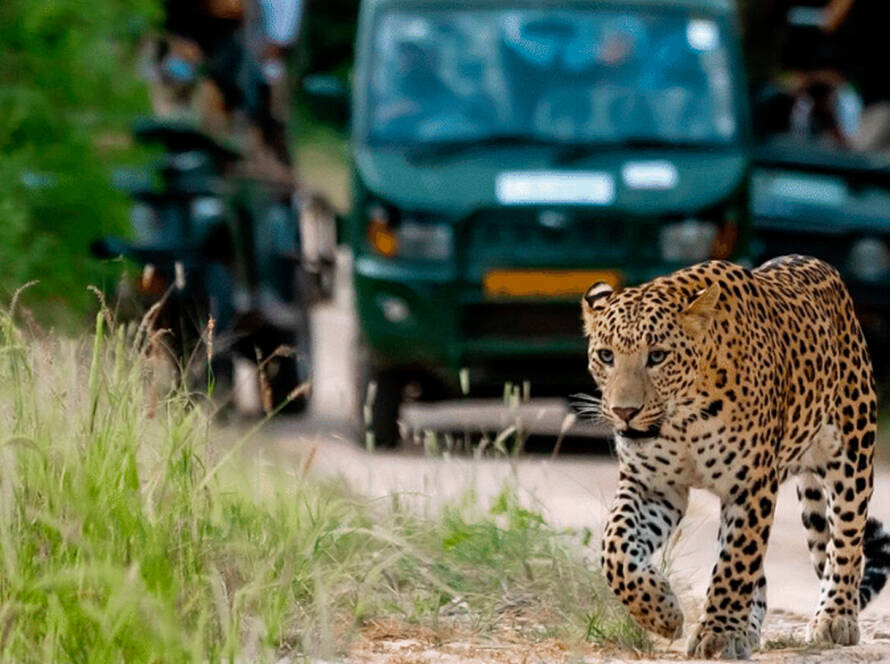 Leopard at gandhisagar forest